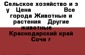 Сельское хозяйство и з/у › Цена ­ 2 500 000 - Все города Животные и растения » Другие животные   . Краснодарский край,Сочи г.